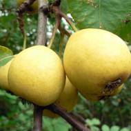 Саженец Груша Лимонка